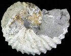 Discoscaphites Gulosus Ammonite - South Dakota #62601-1